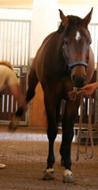 Veterinary Dr. Sabine Wettengel at treating equine osteopathy
