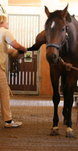Veterinary Dr. Sabine Wettengel at treating equine osteopathy