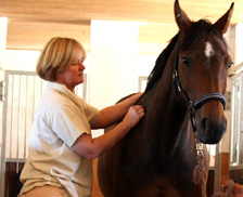 Veterinary Dr. Sabine Wettengel at treating equine acupuncture and osteopathy