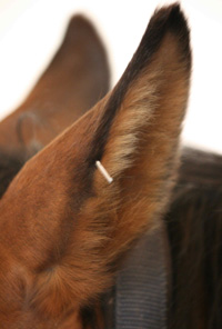 equine ear acupuncture
